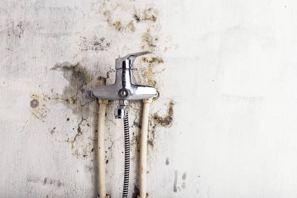 Trusted Midland, PA Mold Removal Experts