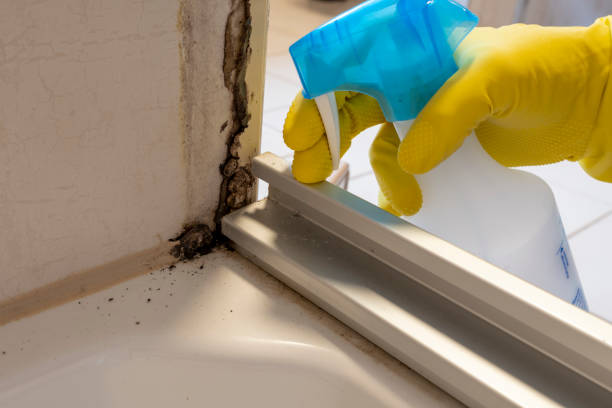 Best Emergency Mold Removal  in Midland, PA