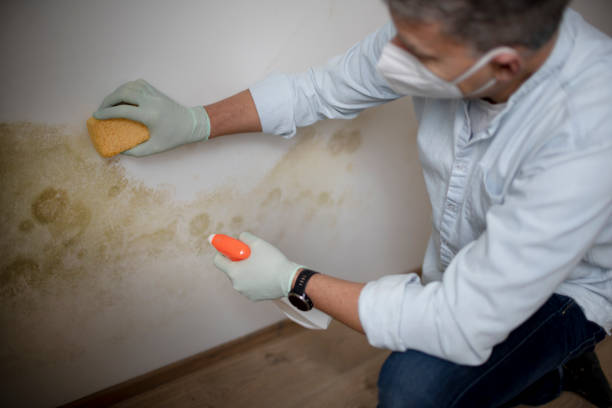 Best Home Mold Removal  in Midland, PA