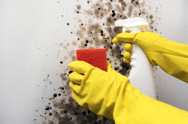 Best Attic Mold Removal  in Midland, PA