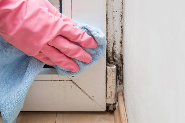 Mold Removal and Inspection in Midland, PA