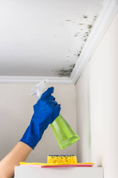 Office Mold Removal Services in Midland, PA